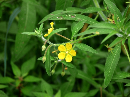 {Ludwigia leptocarpa}